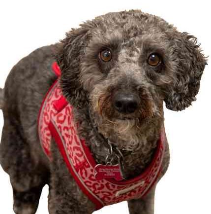 Fernie, the office dog